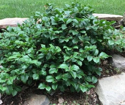 Maryland Dwarf American Holly.  Photo courtesy of Pennsylvania Horticultural Society.