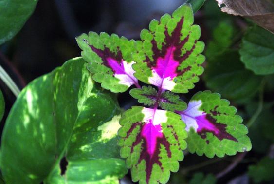 Coleus - new breed of coleus which likes sun and wonderful foliage colors.