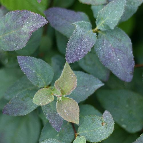 Double Play Blue Kazoo Spiraea.  Photo: Proven Winners