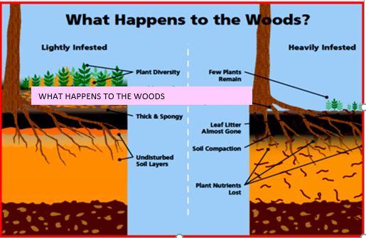 This is a chart courtesy of the Wisconsin Dept. of Natural Resources of the impact on forest soils and ecosystem.