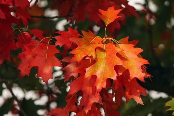 Fall color.  Photo Credit: Pixabay