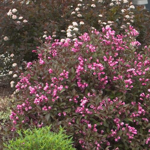 Weigela.  Photo Credit:  Proven Winners