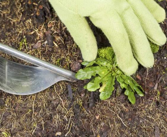 Flower Bed Weeding