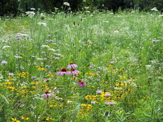 Some weeds can be attractive, and especially nice in a native environment.