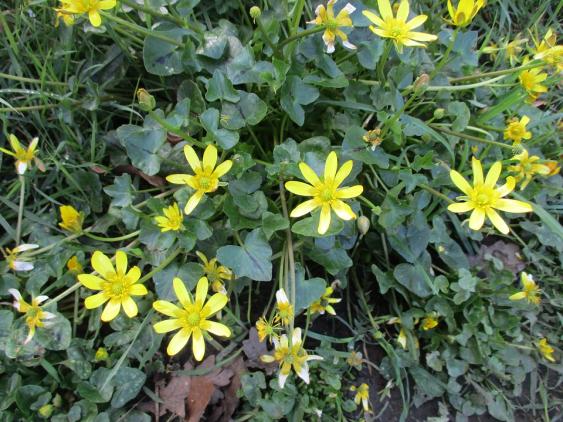 Lesser celandine or fig buttercup is a vigorous, invasive weed that spreads by bublets and tubers. A non-selective herbicide thata contains glyphosate can be applied to help eradicate this tough weed. Small infestations can be removed by hand digging and removing as much of the root system as possible.