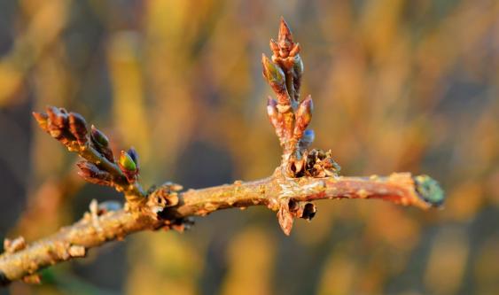 Forsythia Buds.  Credit: Pixabay