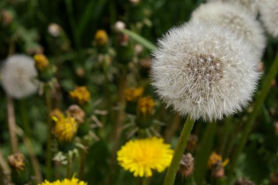 Dandelions are an example of a perennial weed. One dandelion plan can produce 15,000 seeds in one year.