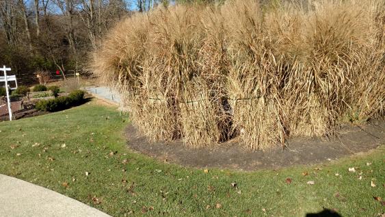 Cut down ornamental grasses before new growth begins.