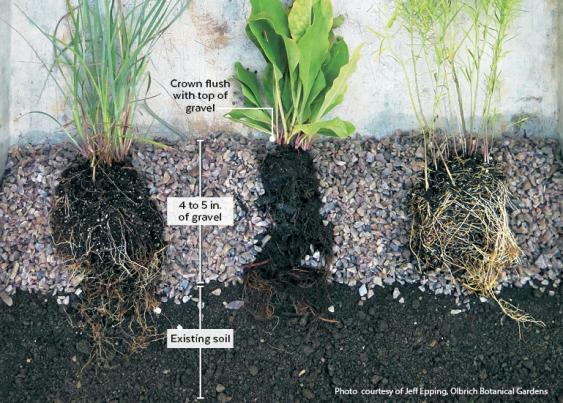 Illustration shows the layers of gravel and proper placement of plants in a gravel garden.