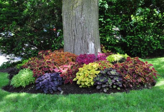 Vibrant coleus planted at base of tree. Image via: threedogsinagarden.blogspot.com