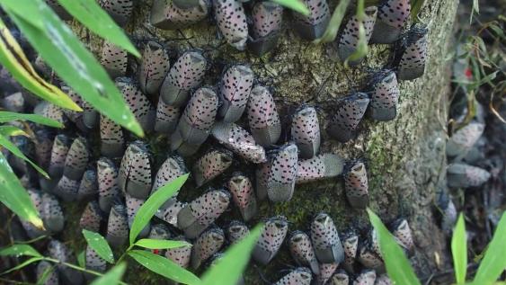Spotted Lanternflies.  Photo: Penn State Ext.