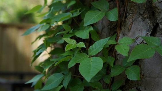 Poison Ivy growing on tree.  Pixabay photo