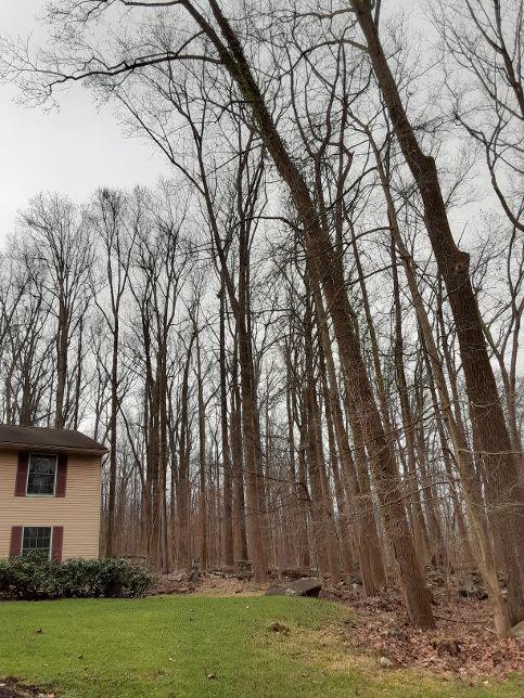 Leaning tree in Schwenksville, PA and is cited to be cut down.