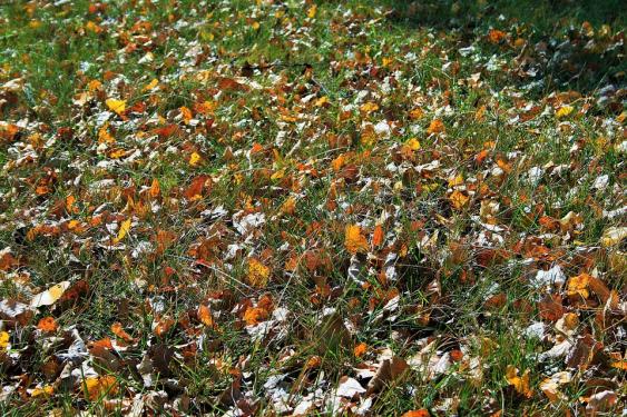 Lightly blow your leaves off newly aerated lawns.