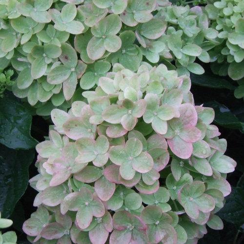 Little Lime Hydrangea.  Photo: Proven Winners