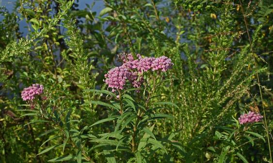 Milkweed growing in a field. Photo Pixabay