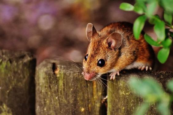 Mice and other small mammals are hosts to ticks and contribute to the spread of infected ticks.
