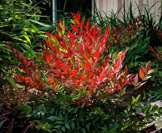 Nandina Obsession. Credit: thetreecenter.com