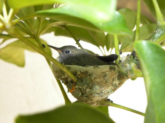 Hummingbird Nest