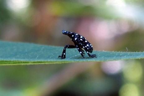 Spotted Lanternfly Nymph. Photo: E. Swackhamer, Penn State Ext.