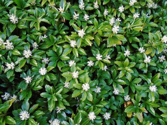 Pachysandra.  Photo Pixabay