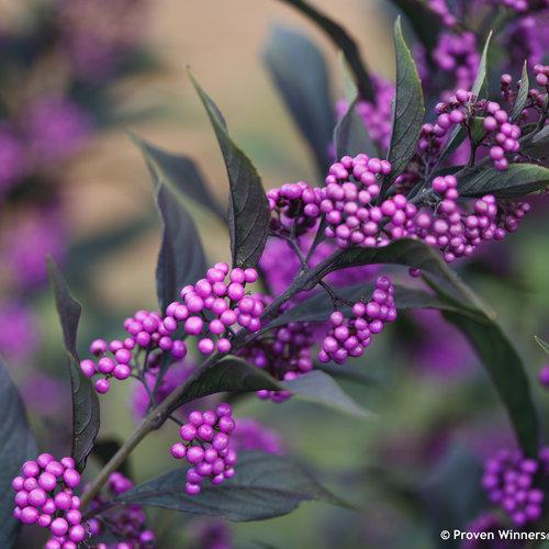 Pearl Glam callicarpa (Beautyberry).  Photo: Proven Winners