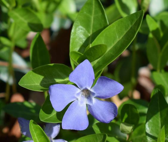 Periwinkle.  Photo Pixabay