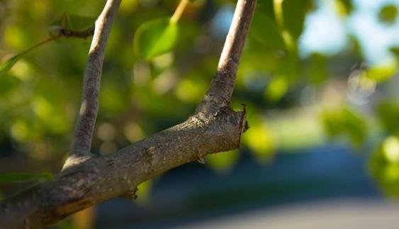 Prune branches.