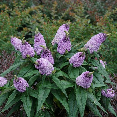 Pugster Buddleia (Butterfly Bush).  Photo: Proven Winners