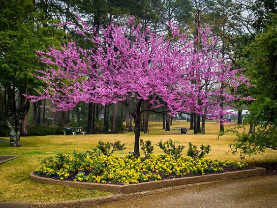Eastern Redbud.  Photo Credit: The Tree Center