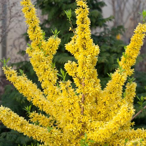 Show Off Forsythia.  Photo: Proven Winners