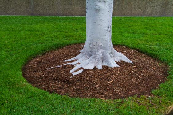 This tree is properly mulched with root flare above grade.