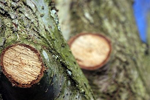 Dormant pruning reduces insect attraction and disease to open pruning sites.