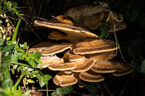 Tree fungus at base of tree.