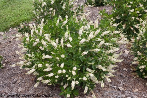 Clethra Vanilla Spice.  Photo image:   Proven Winners 