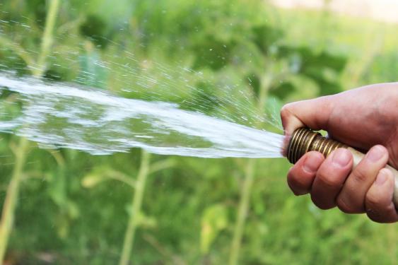 Morning is the best time to water.