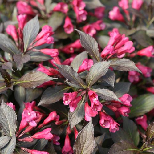 Spilled Wine Weigela.  Photo: Proven Winners