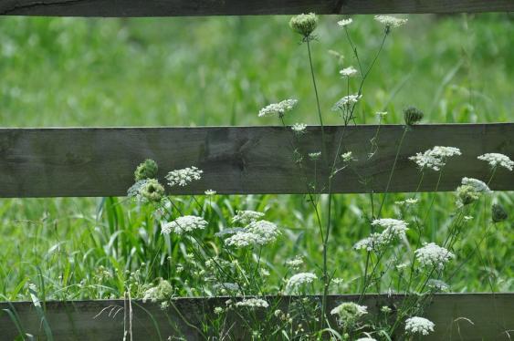 Queen Anne's Lace - a nice weed for a natural environment