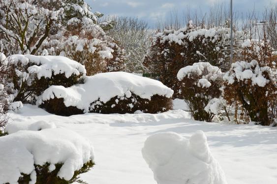 Use upward motion when removing heavy snow from shrubs.