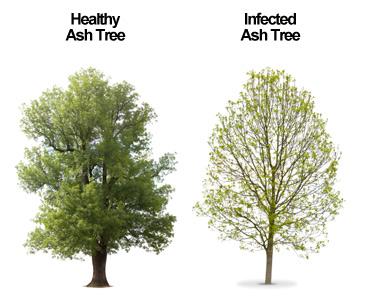 healthy and infected Ash tree