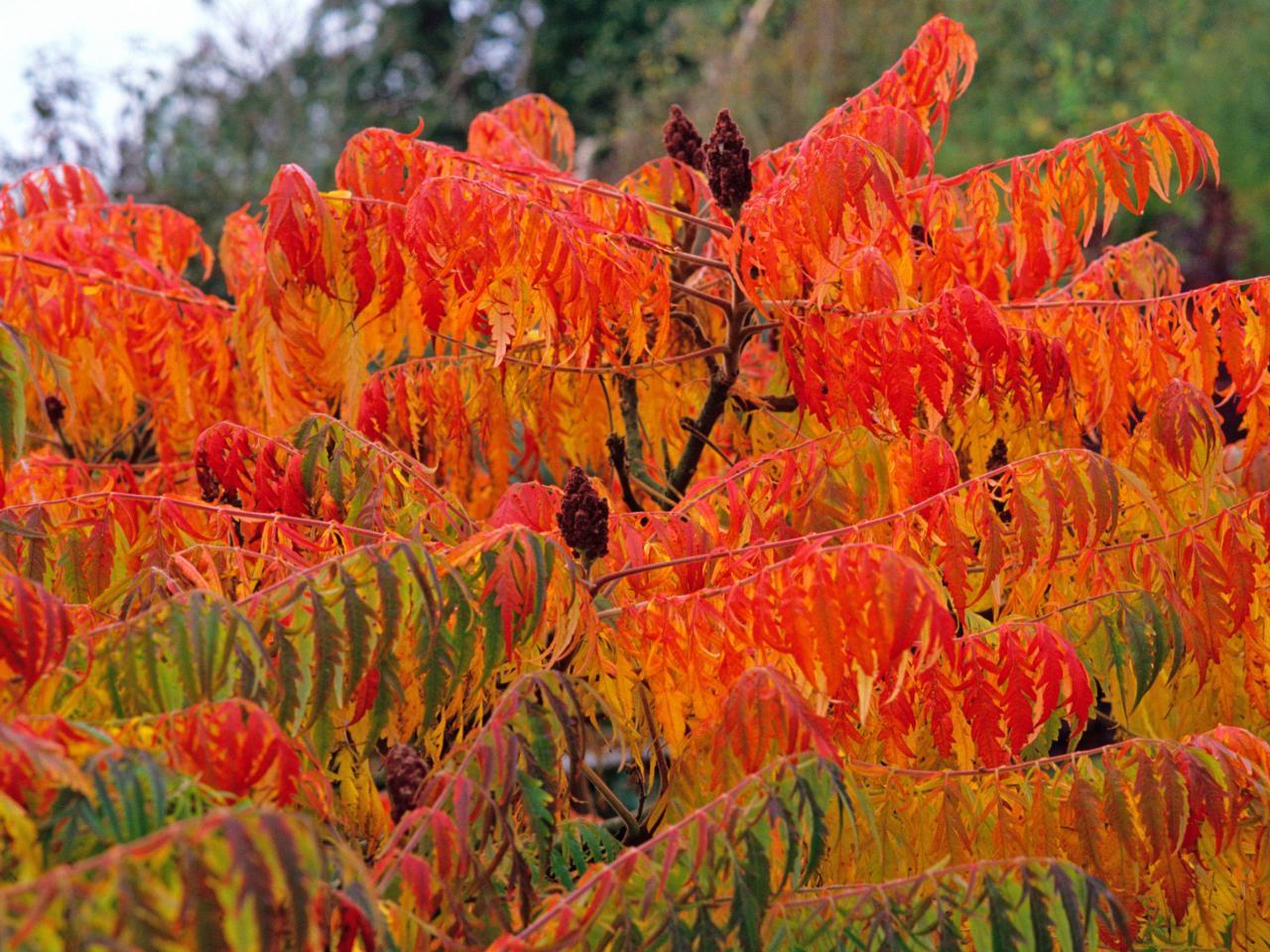 Nine Fabulous Shrubs for Fall Color Whitehouse Landscaping