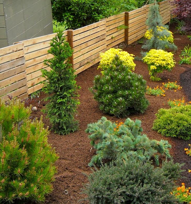 Dwarf Conifers for the Garden | Whitehouse Landscaping