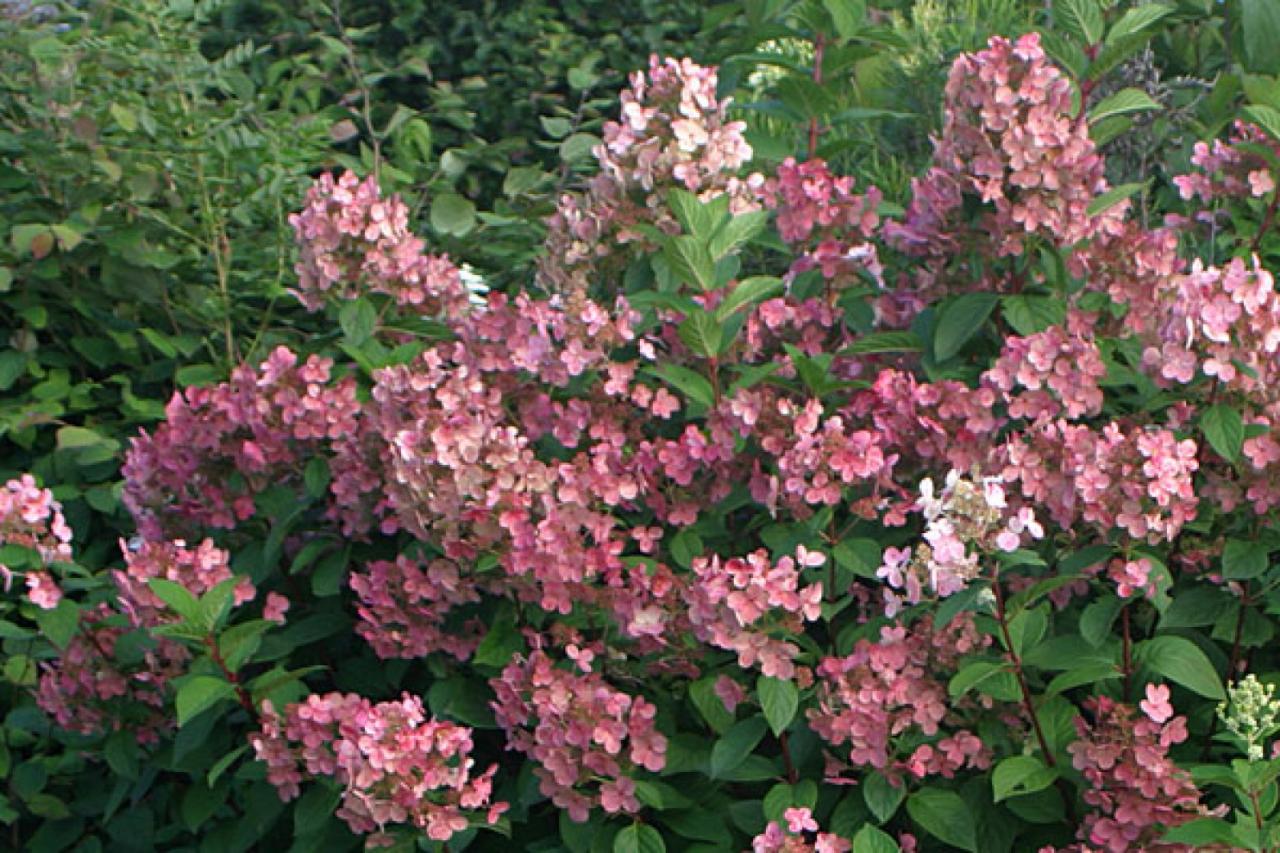 Plants We Love&hellip;Hydrangea Paniculatas Whitehouse