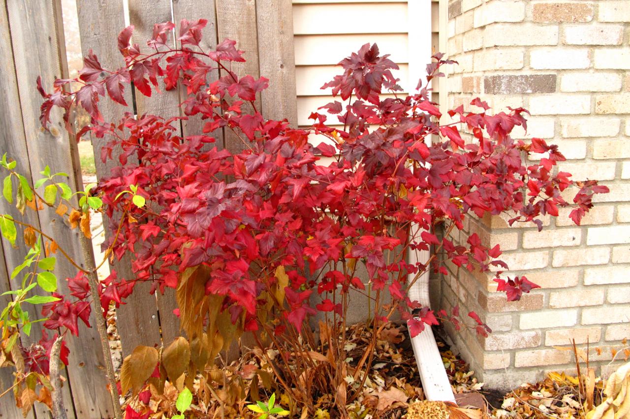 Nine Fabulous Shrubs for Fall Color Whitehouse Landscaping