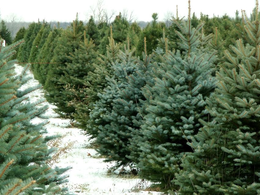 How to Care for Your Fresh Cut Christmas Tree Whitehouse Landscaping