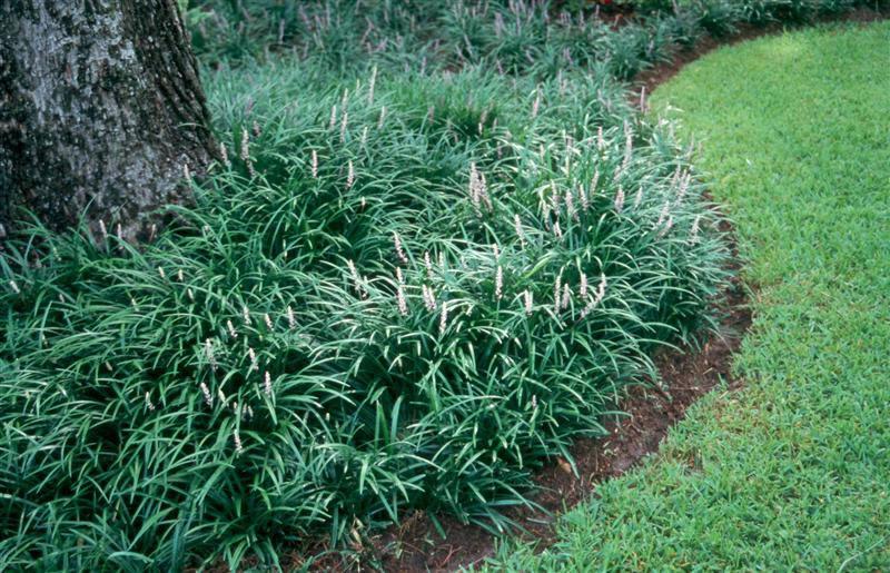 Looking For Low Maintenance Try Liriope Whitehouse Landscaping Try Liriope
