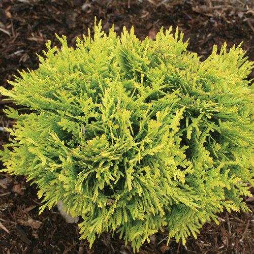 6 Compact Evergreen Shrubs for Your Yard Whitehouse Landscaping