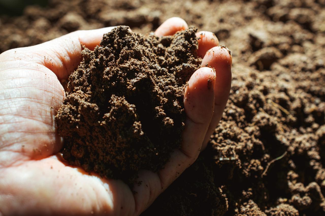 Find out what your soil needs - take a soil test.