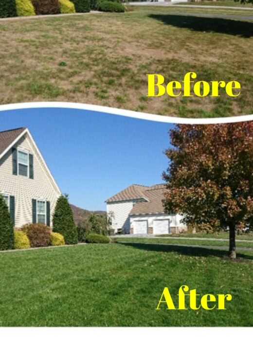 This before and after photo shows the difference in a lawn we have treated.