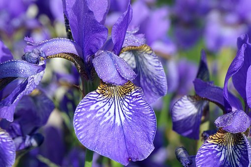 flowers-irises-7275750__340